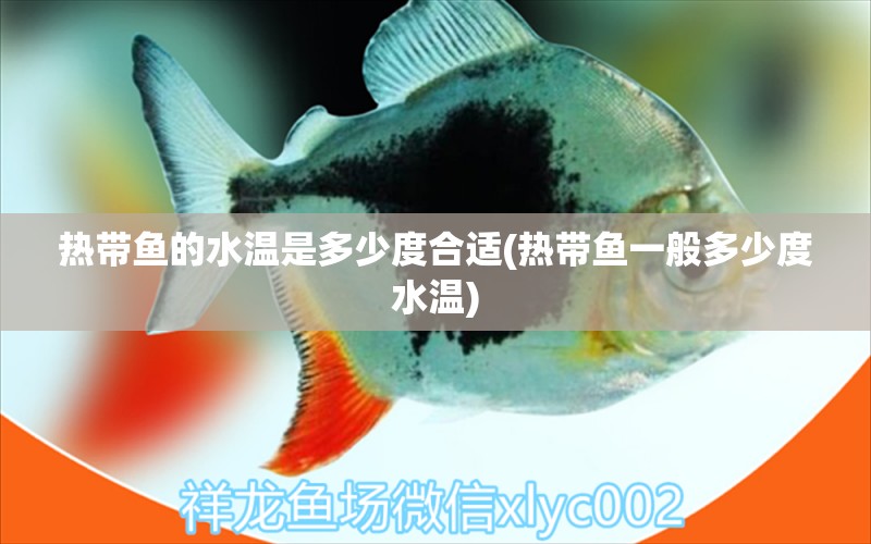 熱帶魚的水溫是多少度合適(熱帶魚一般多少度水溫) 觀賞魚市場（混養(yǎng)魚） 第1張