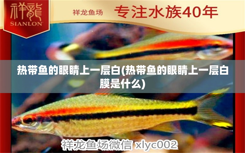 熱帶魚(yú)的眼睛上一層白(熱帶魚(yú)的眼睛上一層白膜是什么) 赤荔鳳冠魚(yú)