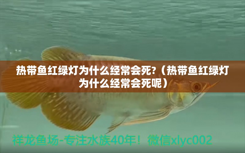 熱帶魚紅綠燈為什么經(jīng)常會(huì)死?（熱帶魚紅綠燈為什么經(jīng)常會(huì)死呢）