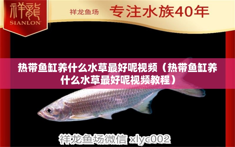 熱帶魚缸養(yǎng)什么水草最好呢視頻（熱帶魚缸養(yǎng)什么水草最好呢視頻教程）