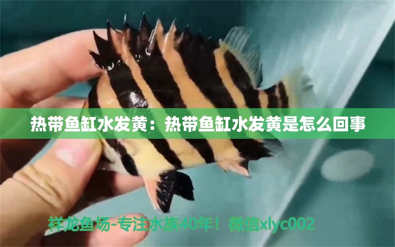 熱帶魚缸水發(fā)黃：熱帶魚缸水發(fā)黃是怎么回事 觀賞魚