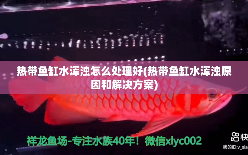 熱帶魚缸水渾濁怎么處理好(熱帶魚缸水渾濁原因和解決方案)