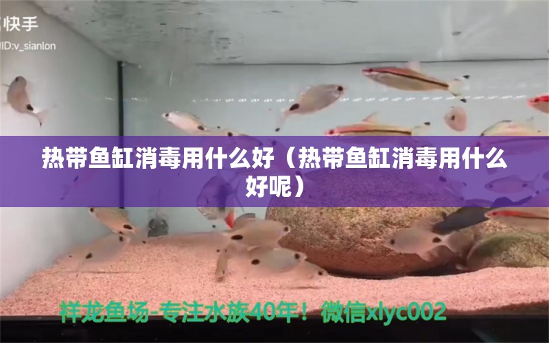 熱帶魚缸消毒用什么好（熱帶魚缸消毒用什么好呢）