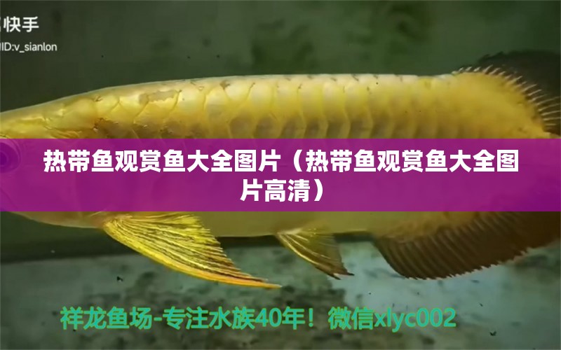 熱帶魚觀賞魚大全圖片（熱帶魚觀賞魚大全圖片高清）