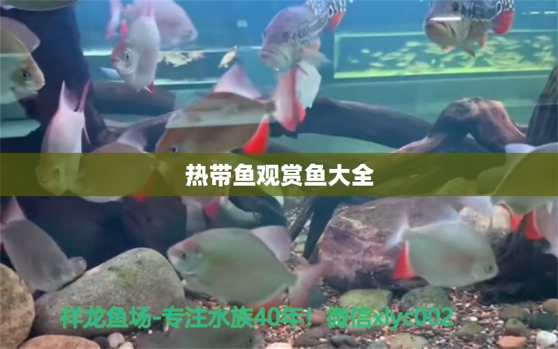 熱帶魚觀賞魚大全 龍魚批發(fā)