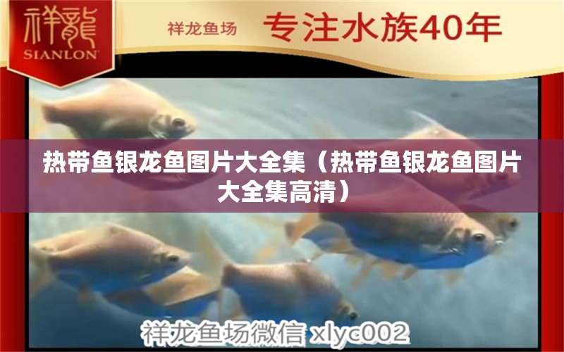 熱帶魚銀龍魚圖片大全集（熱帶魚銀龍魚圖片大全集高清） 銀龍魚