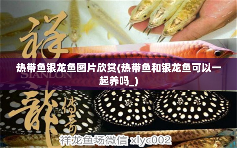 熱帶魚銀龍魚圖片欣賞(熱帶魚和銀龍魚可以一起養(yǎng)嗎_) 銀龍魚