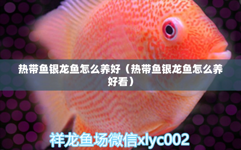 熱帶魚銀龍魚怎么養(yǎng)好（熱帶魚銀龍魚怎么養(yǎng)好看） 銀龍魚