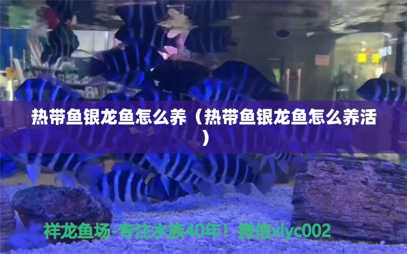 熱帶魚銀龍魚怎么養(yǎng)（熱帶魚銀龍魚怎么養(yǎng)活） 觀賞蝦蟹等飼料