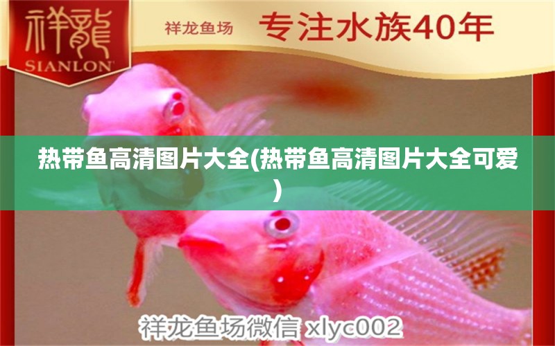 熱帶魚高清圖片大全(熱帶魚高清圖片大全可愛) 觀賞魚