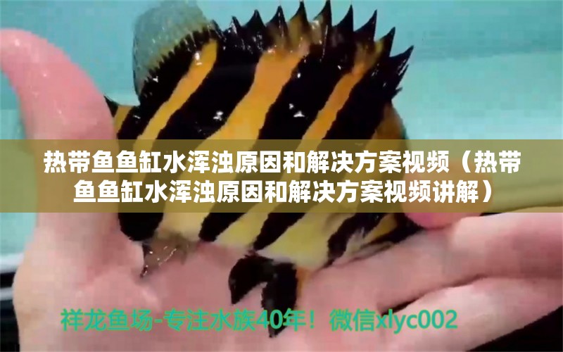 熱帶魚魚缸水渾濁原因和解決方案視頻（熱帶魚魚缸水渾濁原因和解決方案視頻講解） 祥龍水族醫(yī)院