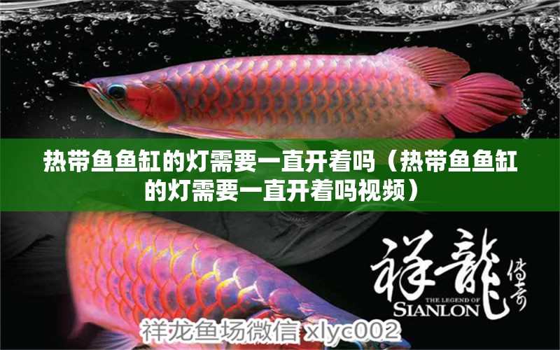 熱帶魚魚缸的燈需要一直開著嗎（熱帶魚魚缸的燈需要一直開著嗎視頻）