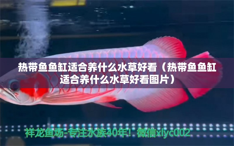 熱帶魚魚缸適合養(yǎng)什么水草好看（熱帶魚魚缸適合養(yǎng)什么水草好看圖片） 水草