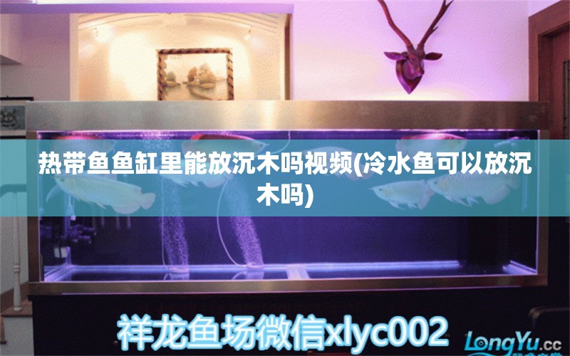 熱帶魚魚缸里能放沉木嗎視頻(冷水魚可以放沉木嗎) 泰國虎魚（泰虎） 第1張