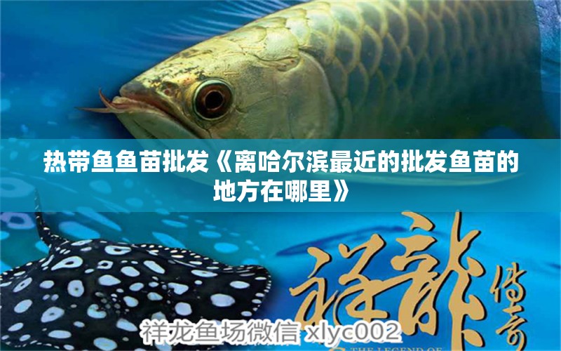 熱帶魚魚苗批發(fā)《離哈爾濱最近的批發(fā)魚苗的地方在哪里》 觀賞魚