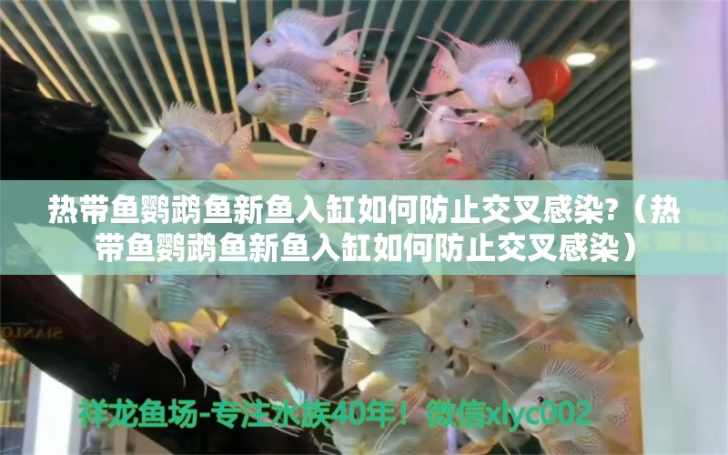 熱帶魚鸚鵡魚新魚入缸如何防止交叉感染?（熱帶魚鸚鵡魚新魚入缸如何防止交叉感染） 鸚鵡魚