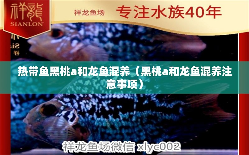 熱帶魚黑桃a和龍魚混養(yǎng)（黑桃a和龍魚混養(yǎng)注意事項）