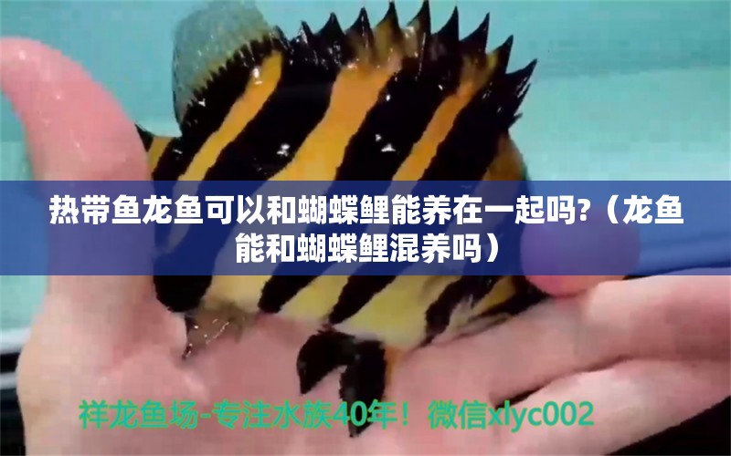 熱帶魚龍魚可以和蝴蝶鯉能養(yǎng)在一起嗎?（龍魚能和蝴蝶鯉混養(yǎng)嗎）