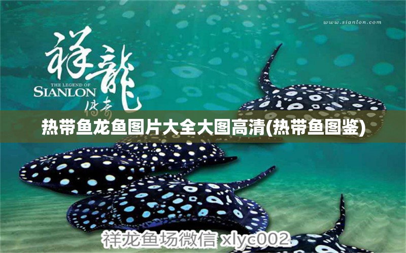 熱帶魚龍魚圖片大全大圖高清(熱帶魚圖鑒)