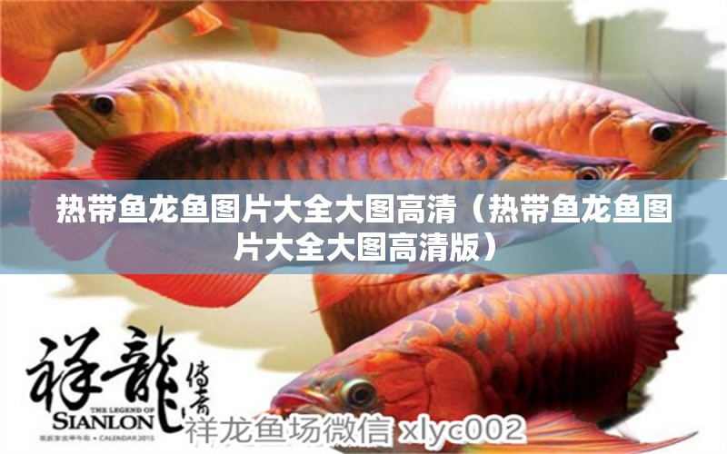 熱帶魚(yú)龍魚(yú)圖片大全大圖高清（熱帶魚(yú)龍魚(yú)圖片大全大圖高清版） 廣州龍魚(yú)批發(fā)市場(chǎng)