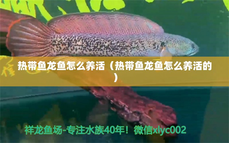 熱帶魚龍魚怎么養(yǎng)活（熱帶魚龍魚怎么養(yǎng)活的） 廣州龍魚批發(fā)市場