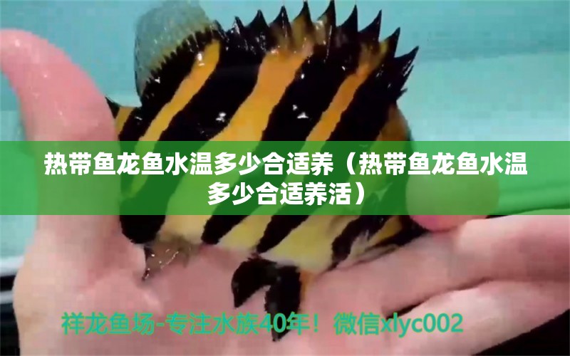 熱帶魚龍魚水溫多少合適養(yǎng)（熱帶魚龍魚水溫多少合適養(yǎng)活） 魚缸百科