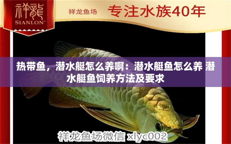 熱帶魚，潛水艇怎么養(yǎng)?。簼撍~怎么養(yǎng) 潛水艇魚飼養(yǎng)方法及要求