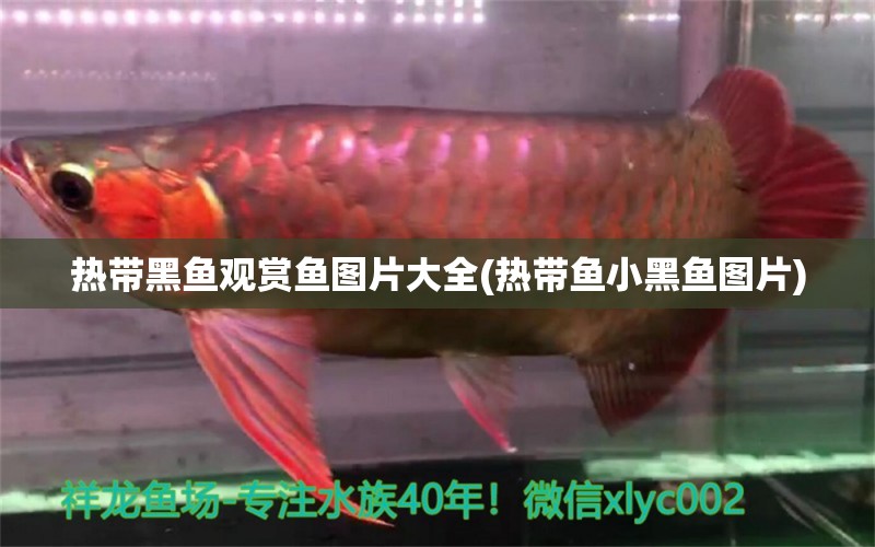 熱帶黑魚觀賞魚圖片大全(熱帶魚小黑魚圖片) 泰國虎魚