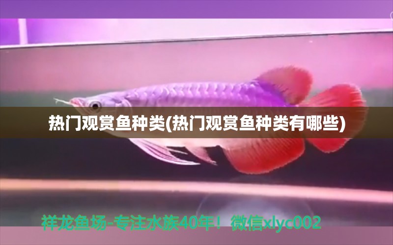 熱門觀賞魚種類(熱門觀賞魚種類有哪些) 魚缸等水族設(shè)備