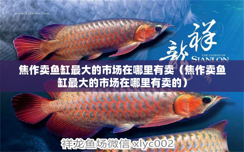 焦作賣魚缸最大的市場在哪里有賣（焦作賣魚缸最大的市場在哪里有賣的）