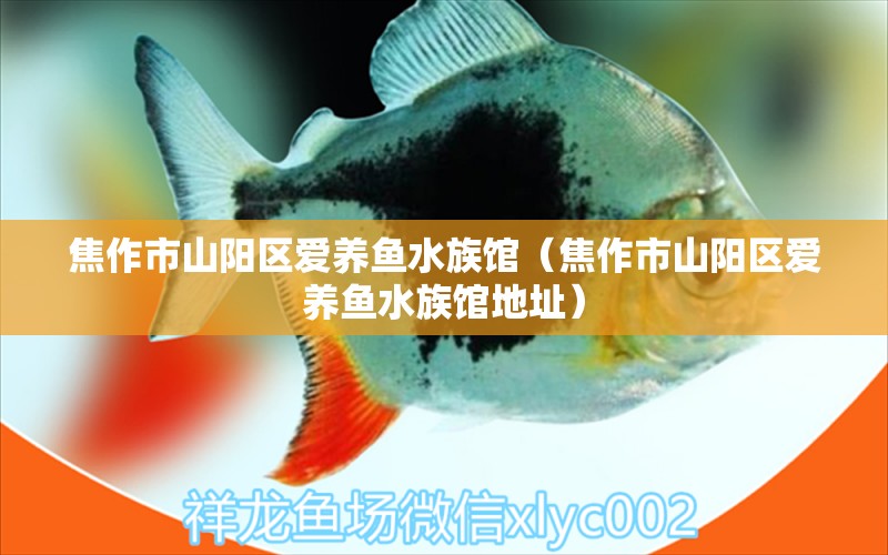 焦作市山陽(yáng)區(qū)愛養(yǎng)魚水族館（焦作市山陽(yáng)區(qū)愛養(yǎng)魚水族館地址）