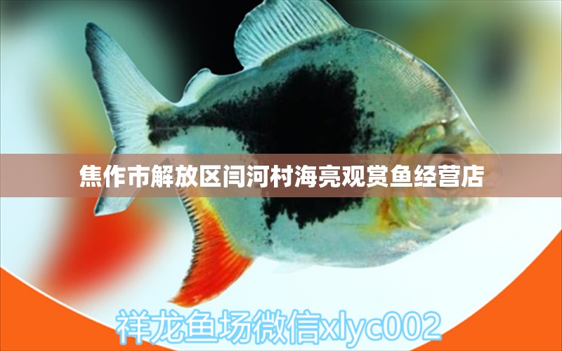 焦作市解放區(qū)閆河村海亮觀賞魚經(jīng)營店 全國水族館企業(yè)名錄