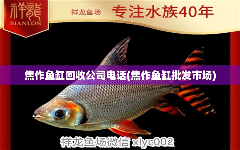 焦作魚(yú)缸回收公司電話(焦作魚(yú)缸批發(fā)市場(chǎng)) 福魟魟魚(yú)