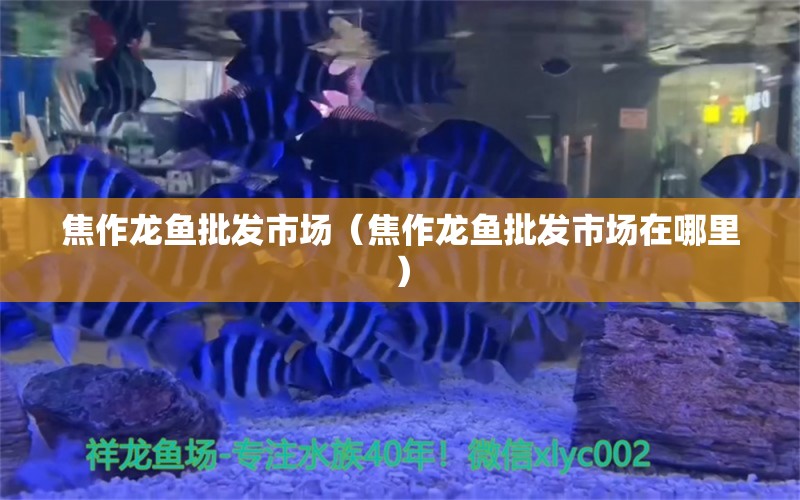 焦作龍魚(yú)批發(fā)市場(chǎng)（焦作龍魚(yú)批發(fā)市場(chǎng)在哪里）