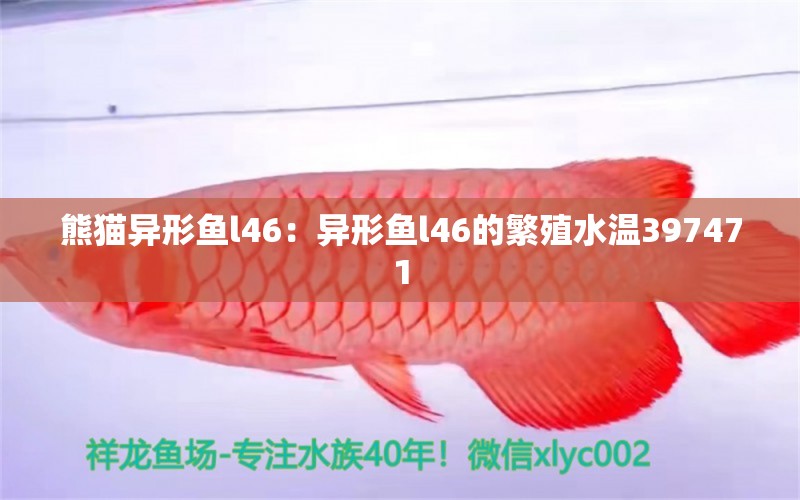 熊貓異形魚l46：異形魚l46的繁殖水溫397471 熊貓異形魚L46