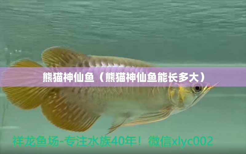 熊貓神仙魚（熊貓神仙魚能長多大）