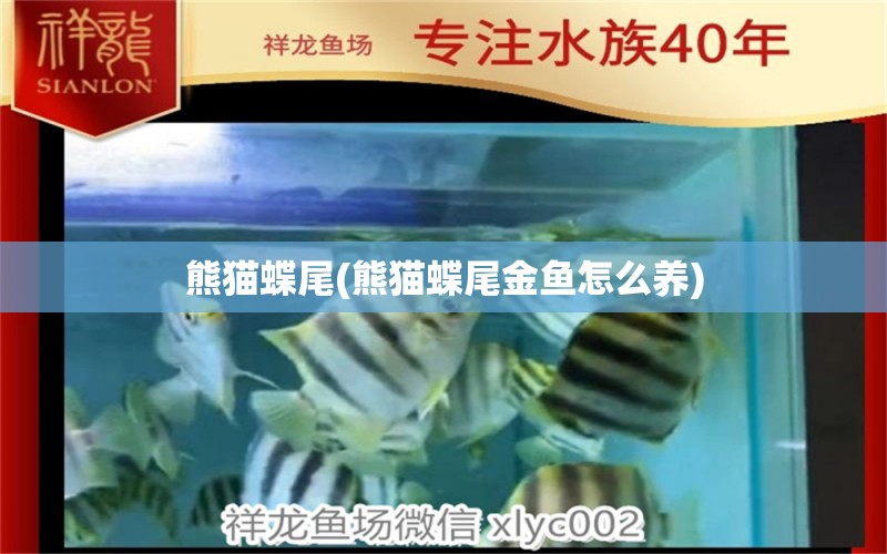 熊貓蝶尾(熊貓蝶尾金魚怎么養(yǎng)) 觀賞魚 第1張