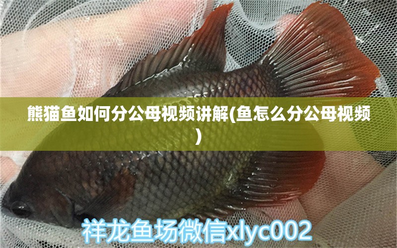 熊貓魚如何分公母視頻講解(魚怎么分公母視頻) 白子黑帝王魟魚