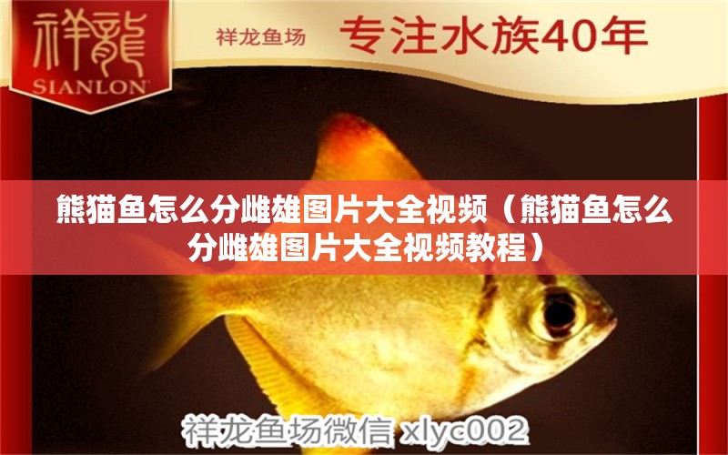 熊貓魚(yú)怎么分雌雄圖片大全視頻（熊貓魚(yú)怎么分雌雄圖片大全視頻教程） 黑桃A魚(yú)苗