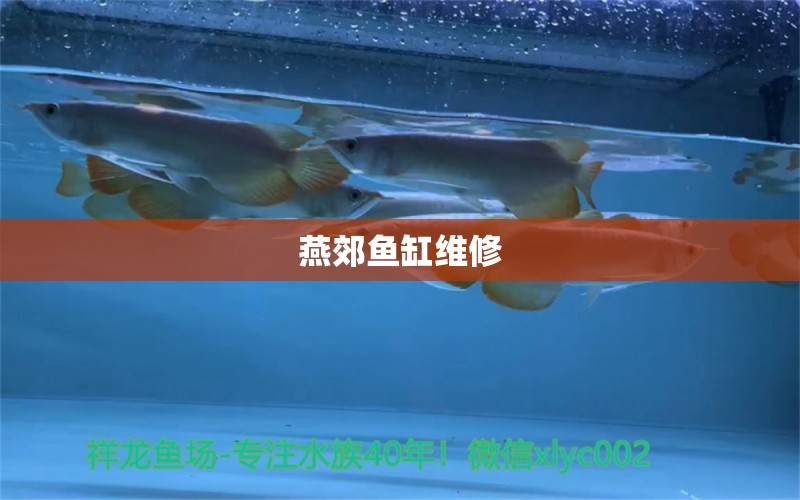 燕郊魚缸維修