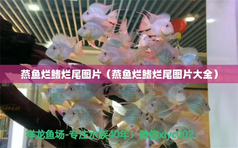 燕魚爛鰭爛尾圖片（燕魚爛鰭爛尾圖片大全） 玫瑰銀版魚