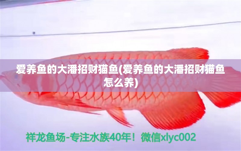 愛養(yǎng)魚的大潘招財(cái)貓魚(愛養(yǎng)魚的大潘招財(cái)貓魚怎么養(yǎng))