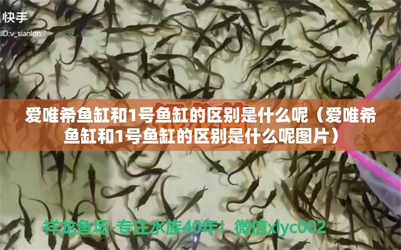 愛(ài)唯希魚(yú)缸和1號(hào)魚(yú)缸的區(qū)別是什么呢（愛(ài)唯希魚(yú)缸和1號(hào)魚(yú)缸的區(qū)別是什么呢圖片）