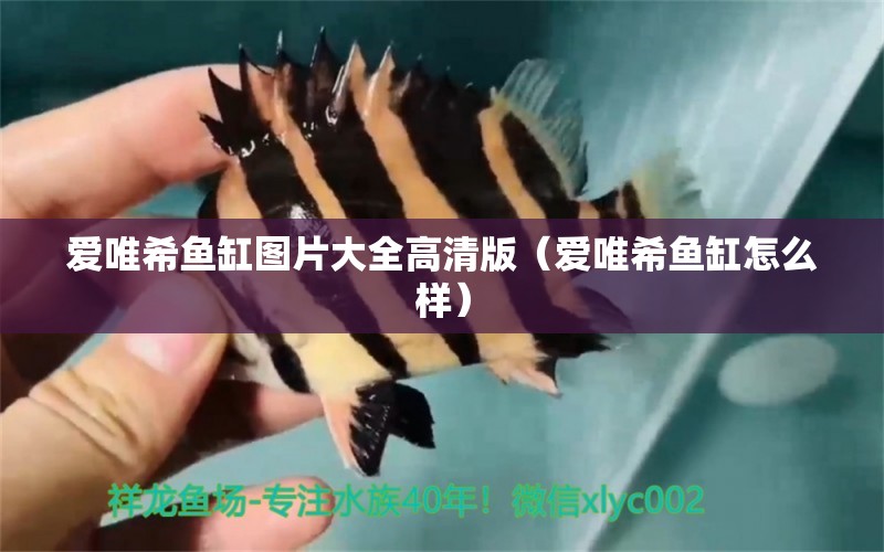 愛(ài)唯希魚缸圖片大全高清版（愛(ài)唯希魚缸怎么樣）