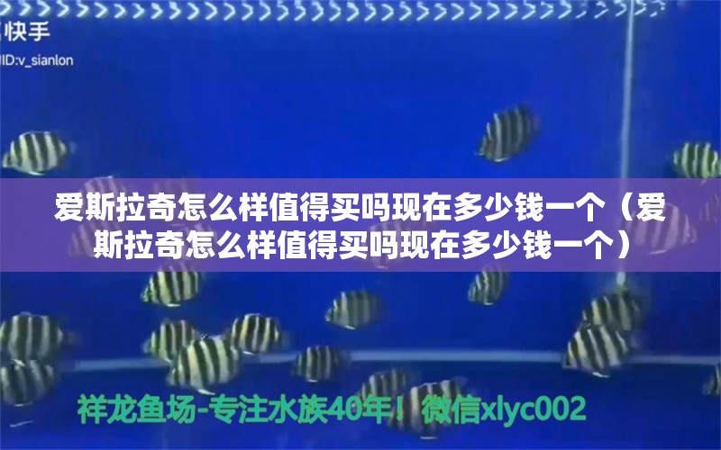 愛斯拉奇怎么樣值得買嗎現(xiàn)在多少錢一個（愛斯拉奇怎么樣值得買嗎現(xiàn)在多少錢一個）