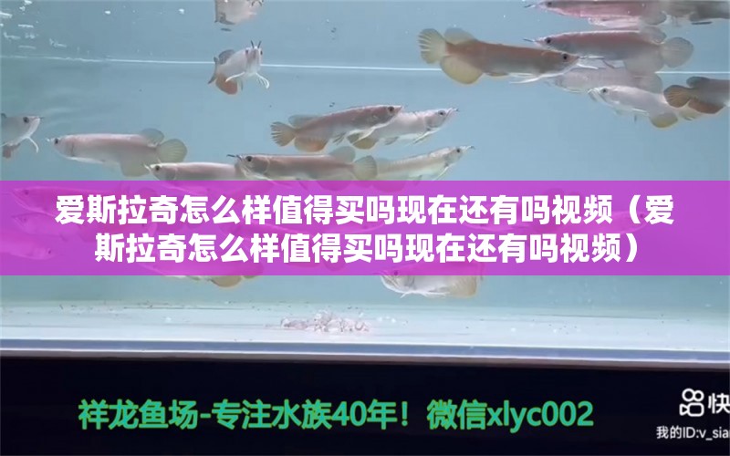 愛斯拉奇怎么樣值得買嗎現(xiàn)在還有嗎視頻（愛斯拉奇怎么樣值得買嗎現(xiàn)在還有嗎視頻）