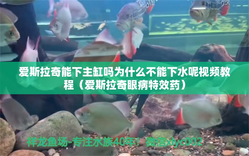 愛斯拉奇能下主缸嗎為什么不能下水呢視頻教程（愛斯拉奇眼病特效藥）