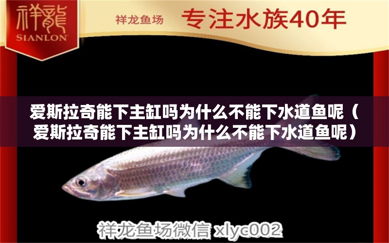 愛(ài)斯拉奇能下主缸嗎為什么不能下水道魚(yú)呢（愛(ài)斯拉奇能下主缸嗎為什么不能下水道魚(yú)呢）