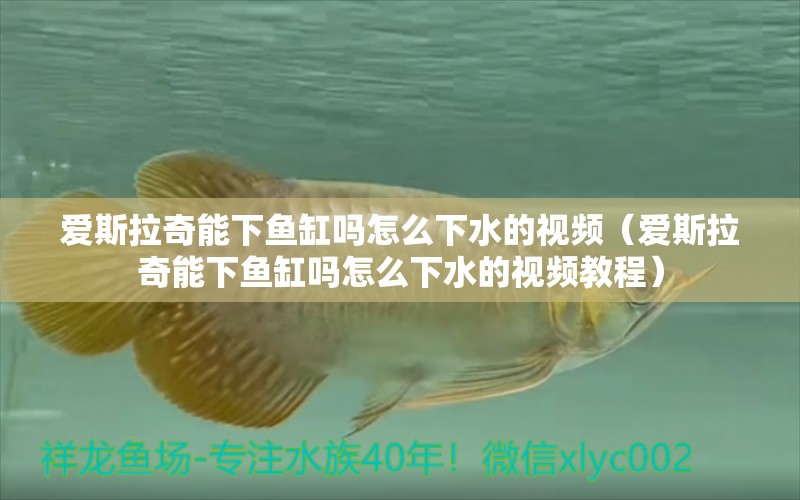 愛斯拉奇能下魚缸嗎怎么下水的視頻（愛斯拉奇能下魚缸嗎怎么下水的視頻教程）