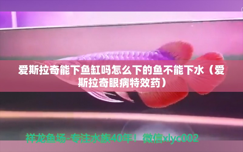 愛斯拉奇能下魚缸嗎怎么下的魚不能下水（愛斯拉奇眼病特效藥）